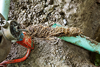 How Tree Roots Can Dsirupt Sewer Lines and Sewer Pipes